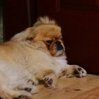 Pekingese, Köpek  HERKÜL fotoğrafı