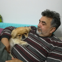 Pekingese, Köpek  HERKÜL fotoğrafı