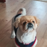 Pekingese, Köpek  HERKÜL fotoğrafı