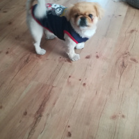 Pekingese, Köpek  HERKÜL fotoğrafı