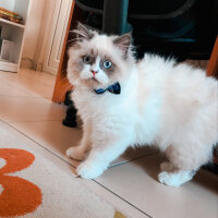 Ragdoll, Kedi  Lina fotoğrafı