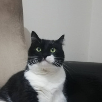 Tuxedo (Smokin) Kedi, Kedi  Zeus fotoğrafı
