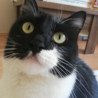 Tuxedo (Smokin) Kedi, Kedi  Zeus fotoğrafı