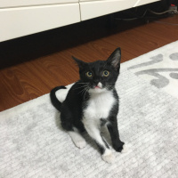 Tekir Kedi, Kedi  Gece fotoğrafı