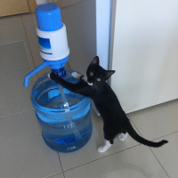 Tekir Kedi, Kedi  Gece fotoğrafı