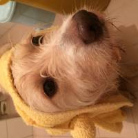Yorkshire Terrier, Köpek  Charlie :) fotoğrafı