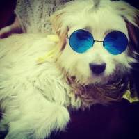 Yorkshire Terrier, Köpek  Charlie :) fotoğrafı