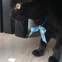 Bombay, Kedi  Dolunay fotoğrafı