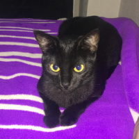 Bombay, Kedi  Dolunay fotoğrafı