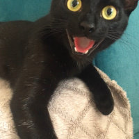Bombay, Kedi  Dolunay fotoğrafı