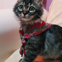 Norwegian Forest, Kedi  Simba fotoğrafı