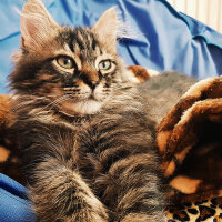 Norwegian Forest, Kedi  Simba fotoğrafı