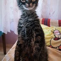 Norwegian Forest, Kedi  Simba fotoğrafı