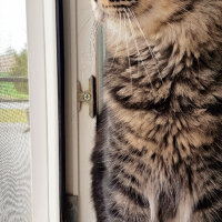 Norwegian Forest, Kedi  Simba fotoğrafı