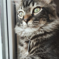 Norwegian Forest, Kedi  Simba fotoğrafı