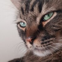 Norwegian Forest, Kedi  Simba fotoğrafı