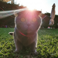 Scottish Fold, Kedi  Mia fotoğrafı
