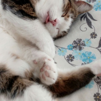 Tekir Kedi, Kedi  BODİ fotoğrafı