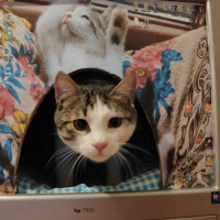 Tekir Kedi, Kedi  Bios fotoğrafı