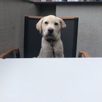 Labrador Retriever, Köpek  Zeus fotoğrafı