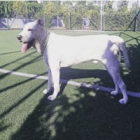 Labrador Retriever, Köpek  Zeus fotoğrafı