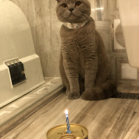 Scottish Fold, Kedi  Patty fotoğrafı