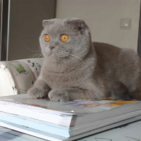 Scottish Fold, Kedi  Lila fotoğrafı
