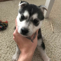 Sibirya Kurdu (Husky), Köpek  Ivar fotoğrafı