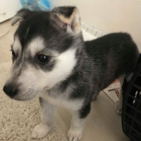Sibirya Kurdu (Husky), Köpek  Ivar fotoğrafı