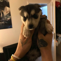 Sibirya Kurdu (Husky), Köpek  Ivar fotoğrafı