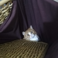 Ragdoll, Kedi  Lena fotoğrafı