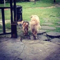 Golden Retriever, Köpek  peri fotoğrafı