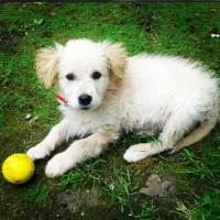 Golden Retriever, Köpek  peri fotoğrafı