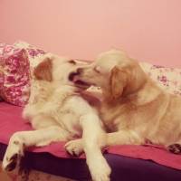 Golden Retriever, Köpek  peri fotoğrafı