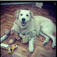 Golden Retriever, Köpek  peri fotoğrafı