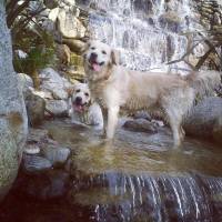 Golden Retriever, Köpek  peri fotoğrafı