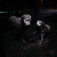 Golden Retriever, Köpek  peri fotoğrafı