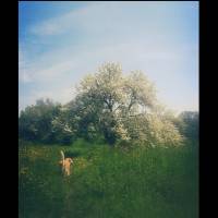 Golden Retriever, Köpek  peri fotoğrafı