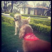 Golden Retriever, Köpek  peri fotoğrafı