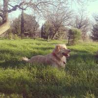 Golden Retriever, Köpek  peri fotoğrafı