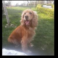 Golden Retriever, Köpek  peri fotoğrafı