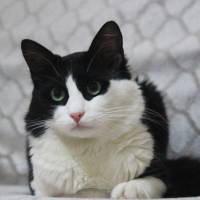 Tuxedo (Smokin) Kedi, Kedi  Badem fotoğrafı