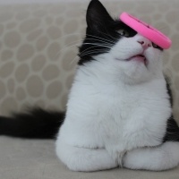 Tuxedo (Smokin) Kedi, Kedi  Badem fotoğrafı