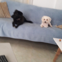 Maltese, Köpek  Caki fotoğrafı