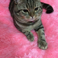 Tekir Kedi, Kedi  Misha fotoğrafı