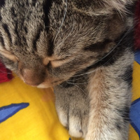 Tekir Kedi, Kedi  Misha fotoğrafı
