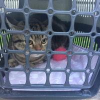 Tekir Kedi, Kedi  Misha fotoğrafı