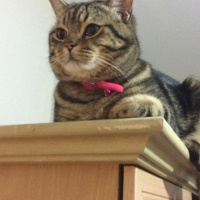 Tekir Kedi, Kedi  Misha fotoğrafı