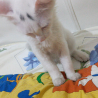 Van Kedisi, Kedi  Bulut fotoğrafı