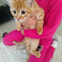 Tekir Kedi, Kedi  Tarcin fotoğrafı